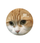 猫。スタンプ（個別スタンプ：4）