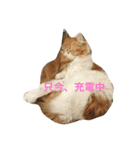 猫。スタンプ（個別スタンプ：5）