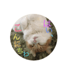 猫。スタンプ（個別スタンプ：6）