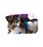 犬のop（個別スタンプ：1）