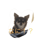 犬のop（個別スタンプ：12）