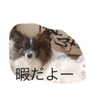 犬のop（個別スタンプ：16）