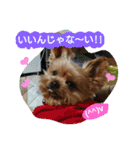 Kswaii dog5（個別スタンプ：1）