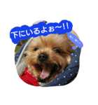 Kswaii dog5（個別スタンプ：2）