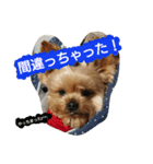 Kswaii dog5（個別スタンプ：3）