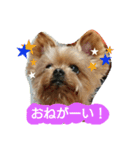 Kswaii dog5（個別スタンプ：4）