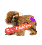 Kswaii dog5（個別スタンプ：5）