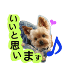 Kswaii dog5（個別スタンプ：6）