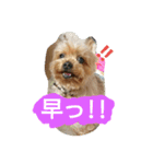 Kswaii dog5（個別スタンプ：9）