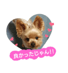 Kswaii dog5（個別スタンプ：10）