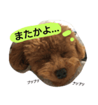 Kswaii dog5（個別スタンプ：14）