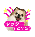 Kswaii dog5（個別スタンプ：15）