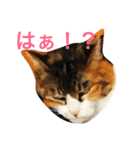 やさぐれブー猫（個別スタンプ：1）