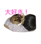 やさぐれブー猫（個別スタンプ：3）