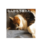 やさぐれブー猫（個別スタンプ：14）