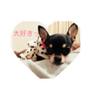 愛犬あんちゃんスタンプ（個別スタンプ：4）