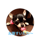 愛犬あんちゃんスタンプ（個別スタンプ：7）