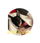 愛犬あんちゃんスタンプ（個別スタンプ：8）