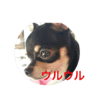 愛犬あんちゃんスタンプ（個別スタンプ：15）