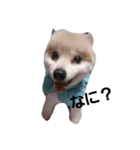 pomeranian.Maro.（個別スタンプ：2）
