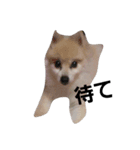 pomeranian.Maro.（個別スタンプ：3）