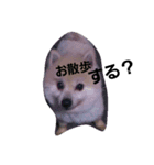 pomeranian.Maro.（個別スタンプ：4）