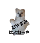 pomeranian.Maro.（個別スタンプ：5）