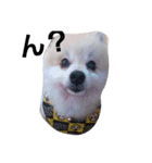 pomeranian.Maro.（個別スタンプ：6）