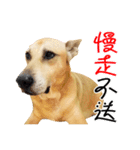 Dog handsome-Li z（個別スタンプ：10）