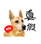 Dog handsome-Li z（個別スタンプ：16）