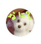 Chi-chan of Maltese（個別スタンプ：2）