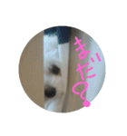 Chi-chan of Maltese（個別スタンプ：3）