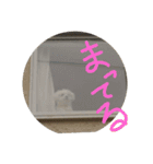Chi-chan of Maltese（個別スタンプ：4）