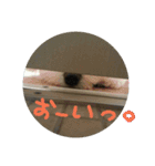 Chi-chan of Maltese（個別スタンプ：6）