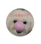 Chi-chan of Maltese（個別スタンプ：7）