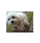 Chi-chan of Maltese（個別スタンプ：8）