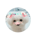Chi-chan of Maltese（個別スタンプ：9）