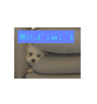 Chi-chan of Maltese（個別スタンプ：10）