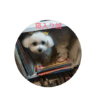 Chi-chan of Maltese（個別スタンプ：11）