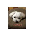 Chi-chan of Maltese（個別スタンプ：13）