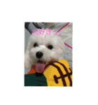 Chi-chan of Maltese（個別スタンプ：14）