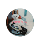 Chi-chan of Maltese（個別スタンプ：15）