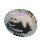 Chi-chan of Maltese（個別スタンプ：16）