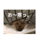 ウチのwasabiちゃん（個別スタンプ：5）