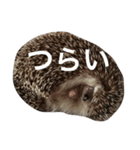 Super Strongest Hedgehog PECO（個別スタンプ：1）