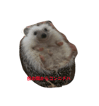 Super Strongest Hedgehog PECO（個別スタンプ：4）