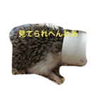 Super Strongest Hedgehog PECO（個別スタンプ：5）