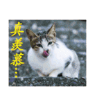 Funny daily greetings dialogue（個別スタンプ：16）