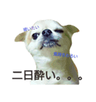 ちろるのすたんぷ。（個別スタンプ：2）