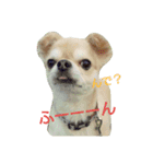 ちろるのすたんぷ。（個別スタンプ：11）